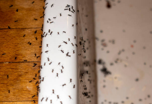 Best Termite Control Services  in Sanford, NC