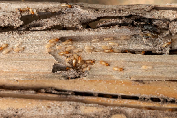 Best Emergency Pest Control  in Sanford, NC
